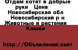Отдам котят в добрые руки › Цена ­ 1 - Новосибирская обл., Новосибирский р-н Животные и растения » Кошки   